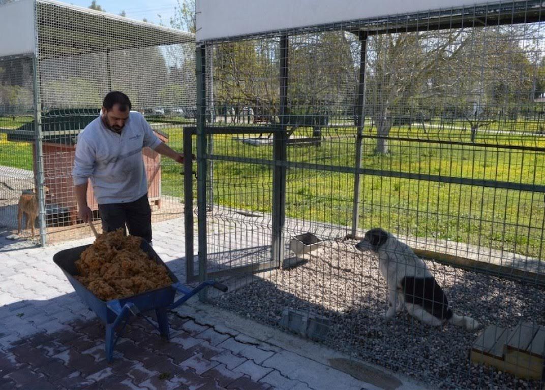 KONYAALTI'NDA SOKAK HAYVANLARI İÇİN ÖRNEK PROJE 