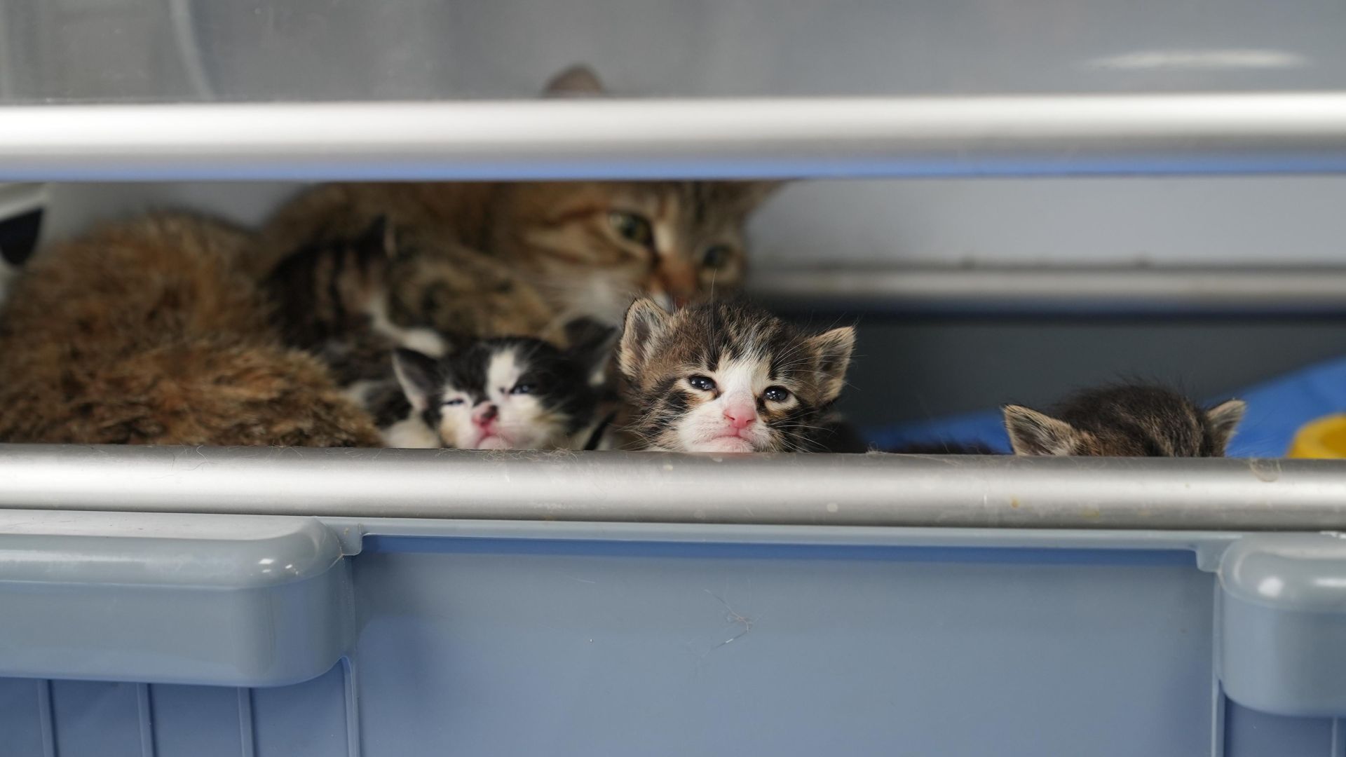 GÜRSU’NUN SÜT ANNE KEDİSİ SOSYAL MEDYAYI SALLADI 