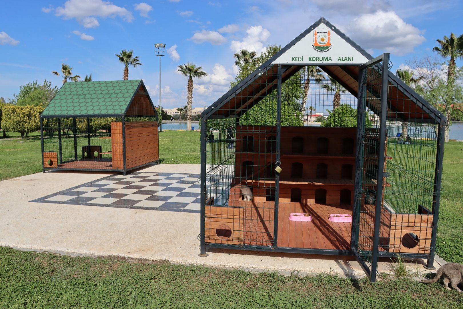 BÜYÜKŞEHİR BELEDİYESİ’NDEN SOKAK KEDİLERİ İÇİN ÖRNEK PROJE 