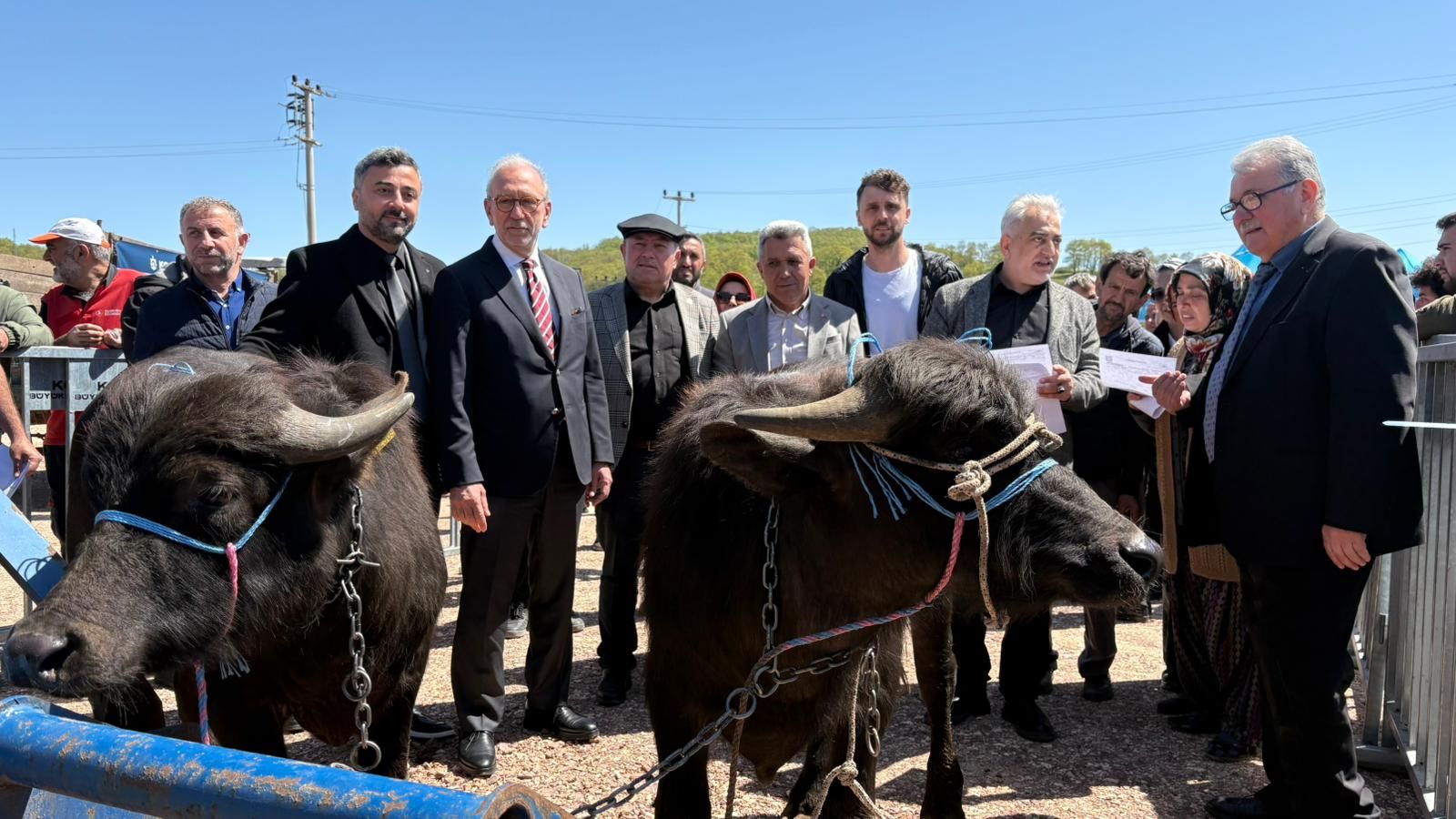 BÜYÜKŞEHİR’DEN ÜRETİCİYE DAMIZLIK MANDA DESTEĞİ