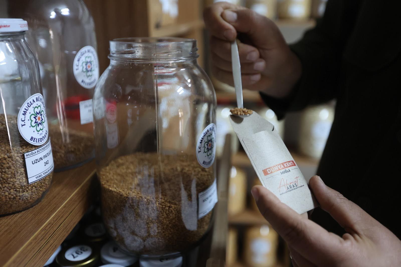 MUĞLA’DAN TÜRKİYE’YE ATA TOHUMU 