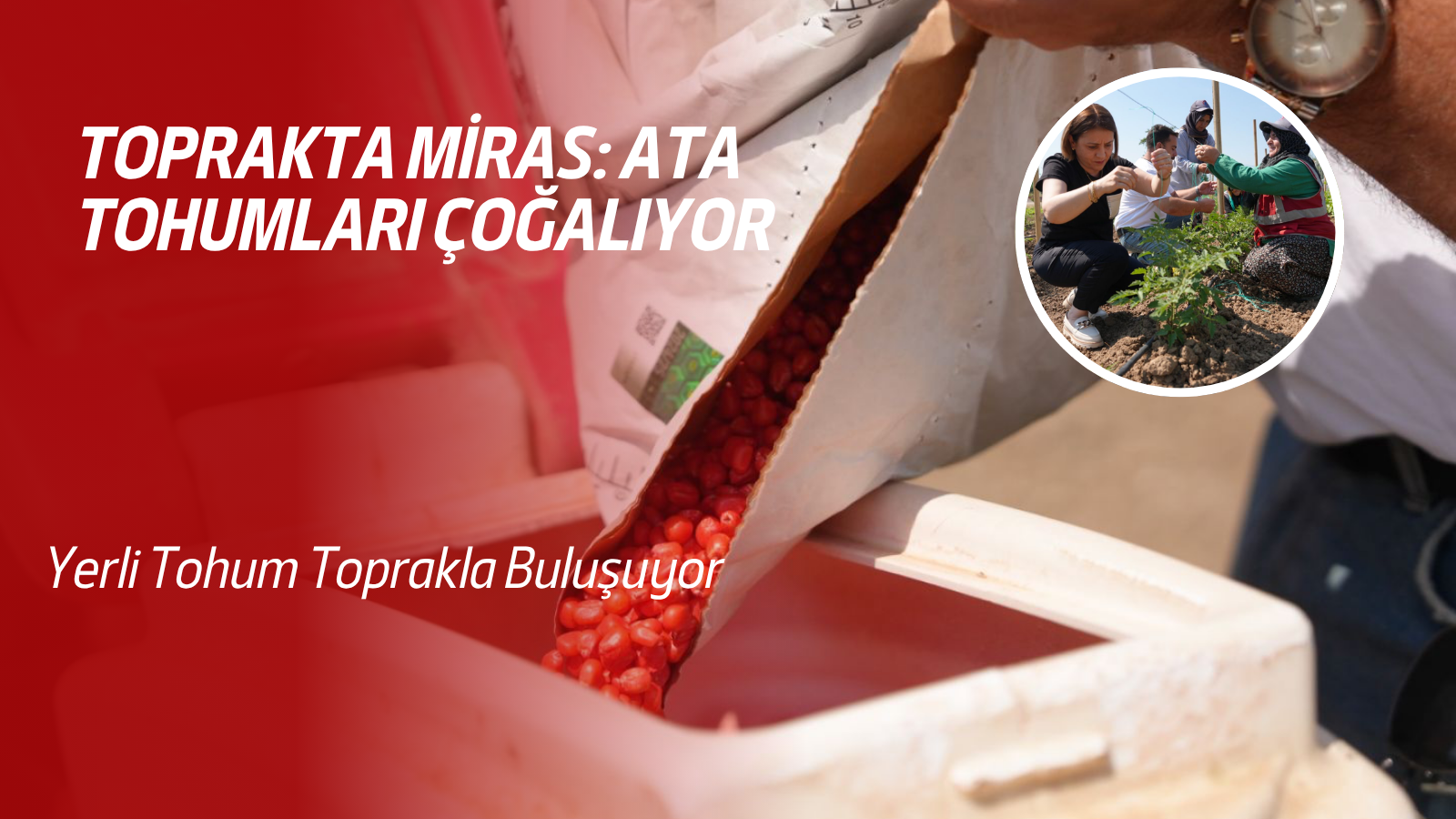 TOPRAKTA MİRAS: ATA TOHUMLARI ÇOĞALIYOR